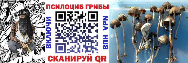 Псилоцибиновые грибы Magic Shrooms  Купить закладки  Великий Устюг 